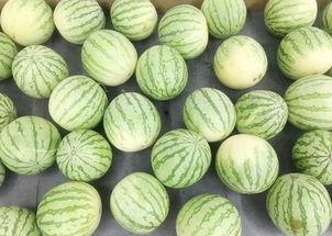 安静地吃瓜图片,品味生活中的小确幸